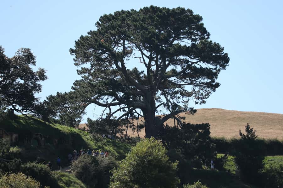 From Auckland: Hobbiton Afternoon Tour - My verdict: a comfortable way to see Hobbiton from Auckland