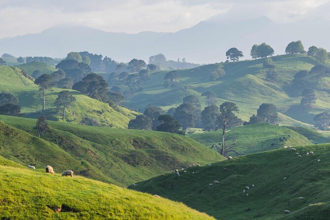 From Auckland:Hobbiton Movie Set & Waitomo Caves Small Group Tour - The long return to Auckland