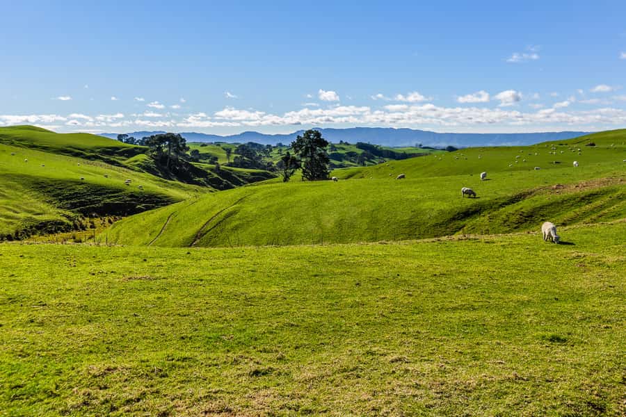 From Auckland or Rotorua: Hobbiton & Waitomo Tour with Lunch - The road between the attractions