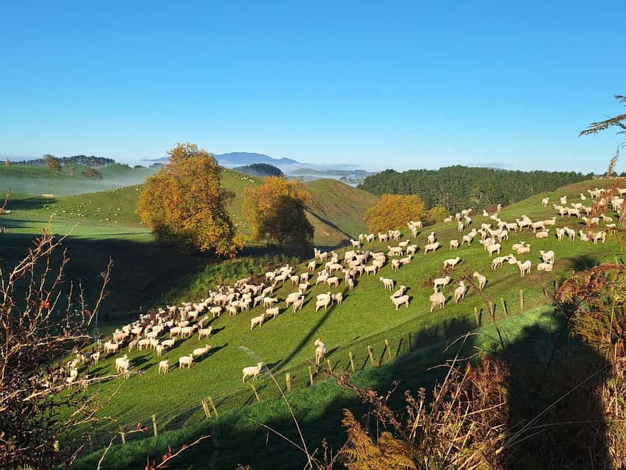 From: Auckland: Rotorua via Hobbiton Tour One Way Tour - The Green Dragon Inn finish