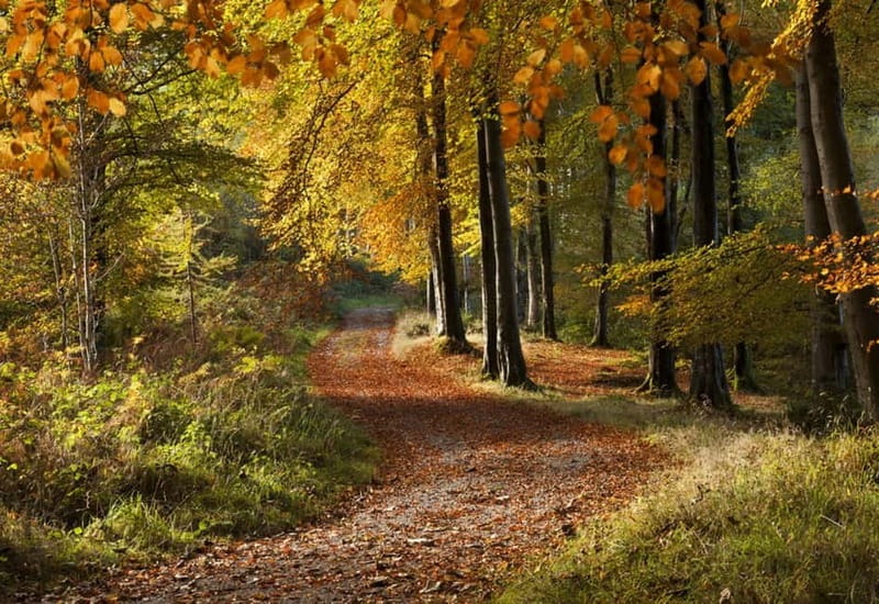 From Newcastle: Game of Thrones Tollymore Forest Trek - Tollymore Forest, where Westeros begins