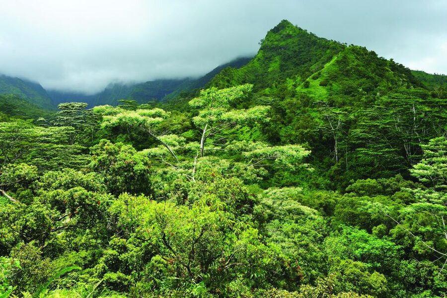 From Oahu: Kauai Highlights & Movie Sites - Lydgate Chocolate: a small taste of Kauai