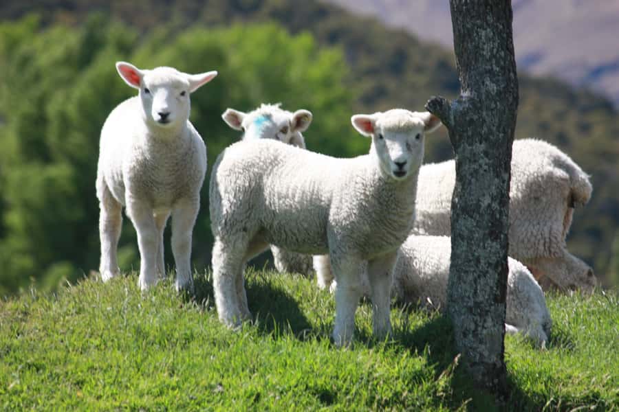 From Queenstown: Lord Of The Rings Tour to Glenorchy - Who will enjoy this most