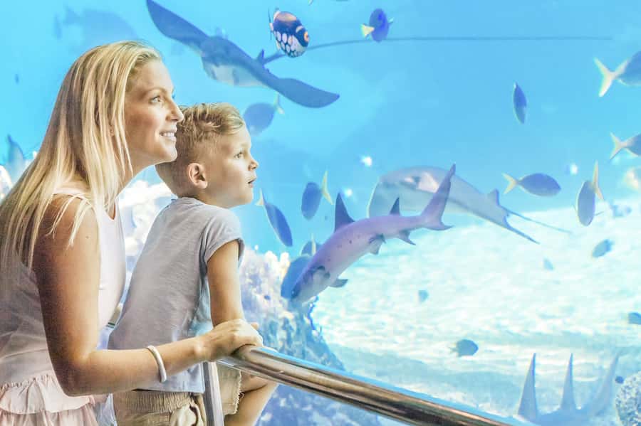 Gold Coast: Movie World, Sea World & Wet'n'Wild 7-Day Pass - Key points to know before you book