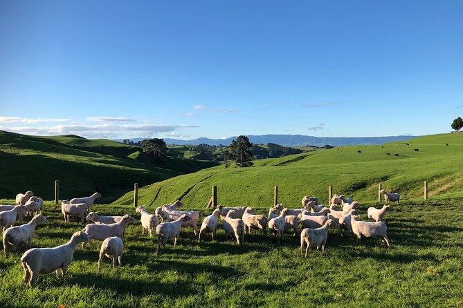 Hobbiton Movie Set Day Tour - Pickup, port visits, and the timing risk