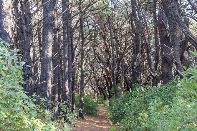 Lord of The Rings Full Day locations tour incl Weta & keepsake - The quick take