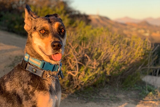 Los Angeles: Hollywood Sunset Walking & Hiking Tour - Who should book it