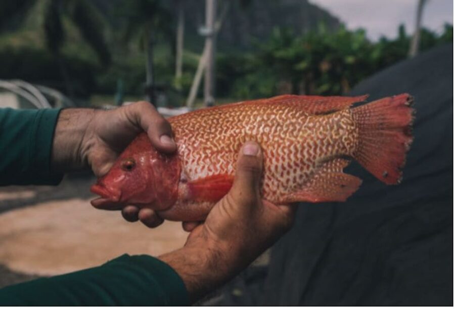 Oahu: Kualoa Movie Sites, Jungle, and Buffet Tour Package - Who will enjoy this package most?