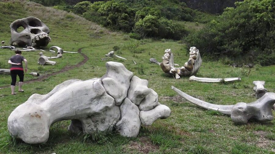 Oahu: Kualoa Movie Sites, Jungle, and Buffet Tour Package - Should you book the Kualoa three-tour package?