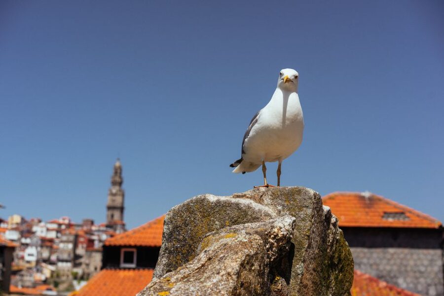 Porto: Harry Potter’s Inspiration Tour - Meeting beneath São Bento’s clock