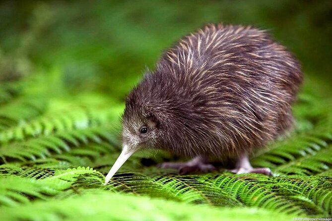 Private 3 Days Tour From Auckland: Hobbiton, Hamilton, Rotorua & Waitomo Caves - Should you book this North Island tour?