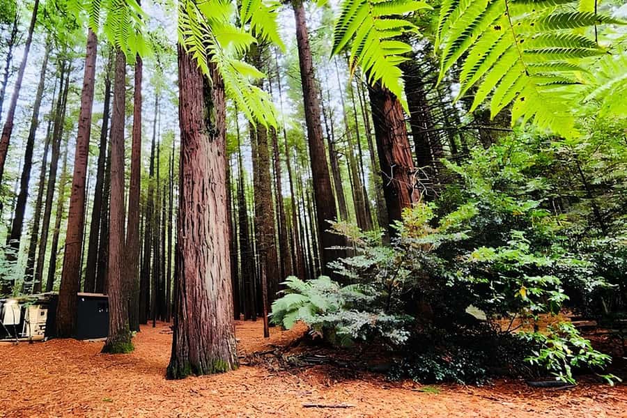 Private Hobbiton & BlueSprings & Redwood forest fromAuckland - Rotorua for two and a half hours