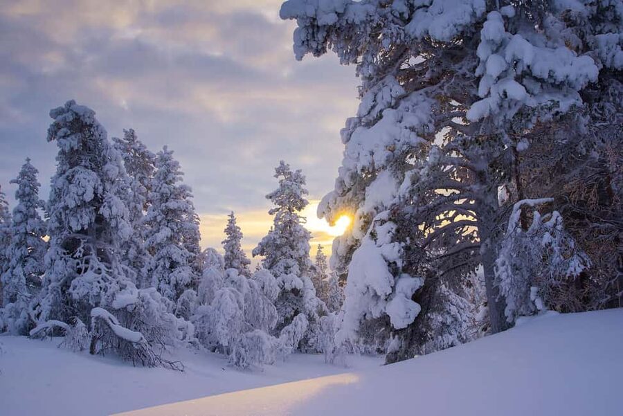 Rovaniemi: Snowy Forest Like in the Movies 3 Hour Tour - The three-hour forest route